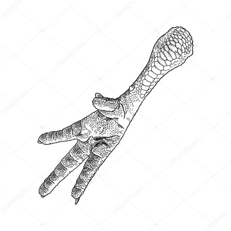 Picture: a chicken foot | Chicken foot drawing — Stock Photo ...