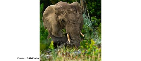 The Knysna Forest and its Elephants