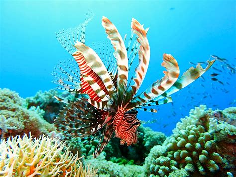 Top 9 Places for an Incredible Belize Snorkeling Experience