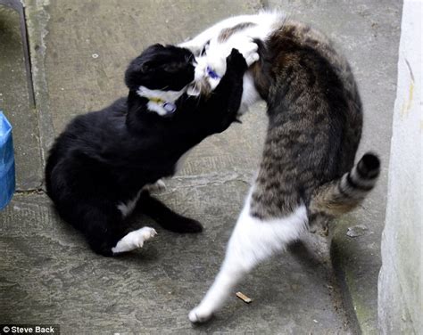 Downing Street cats Larry and Palmerston square off as bitter feud ...