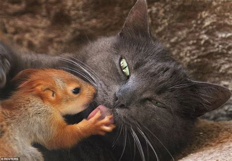 Cat adopts four adorable squirrels in Crimea | Daily Mail Online