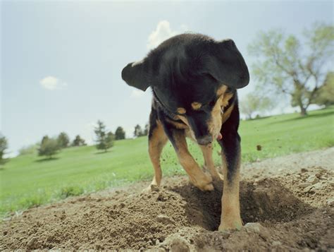 Why Do Puppies Dig and What Can You Do About It?