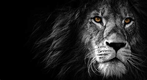 Lion 4k Wallpapers Wallpaper Cave - vrogue.co