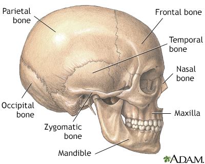 Flat bones Information | Mount Sinai - New York