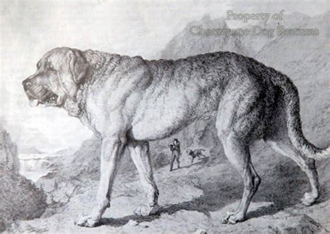 Alpine Mastiff - Alchetron, The Free Social Encyclopedia