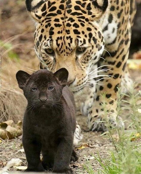 🔥 Born to be a leader. This awesome jaguar cub and his mother taking a stroll : r/NatureIsFuckingLit