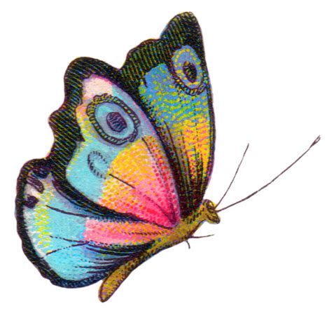 Royalty Free Image: Colorful Butterfly