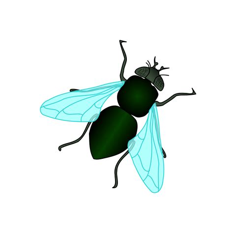 Fly clipart drosophila, Fly drosophila Transparent FREE for download on WebStockReview 2024