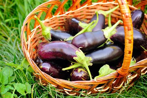 Benefits of include Brinjal into your daily diet healthy lifestyle ...