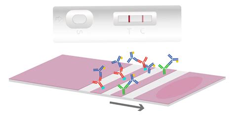 Lateral Flow Assays: Principles, Designs and Reagents | Leinco