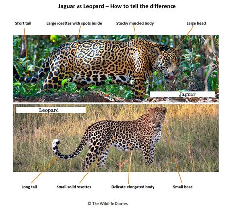 Jaguar vs Leopard - Discover How to Tell the Two Cats Apart | Jaguar ...