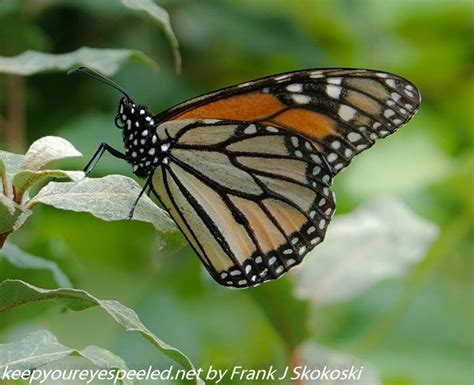 Susquehanna Wetlands insects (24 of 26) - Keep Your Eyes Peeled