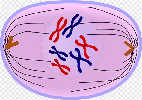 Anaphase Mitose Telophase Prometaphase Prophase, Mitose, Anaphase, Bereich, Ball png | PNGWing