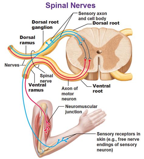 Dorsal Root Ganglion Function on MCAT | Student Doctor Network