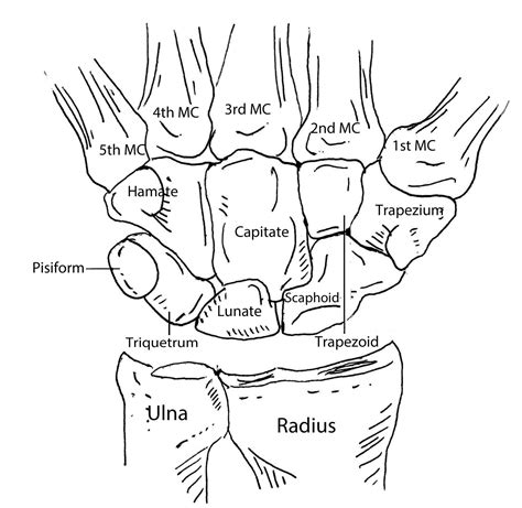 Hand Bones Anatomy Labeled Diagrams Interactive Quiz Getbodysmart | The ...