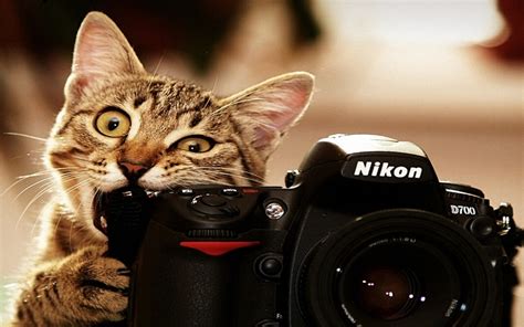 Funny Animal Backgrounds (61+ pictures) - WallpaperSet