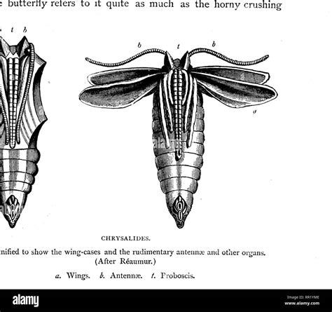 Insects anatomy Black and White Stock Photos & Images - Alamy