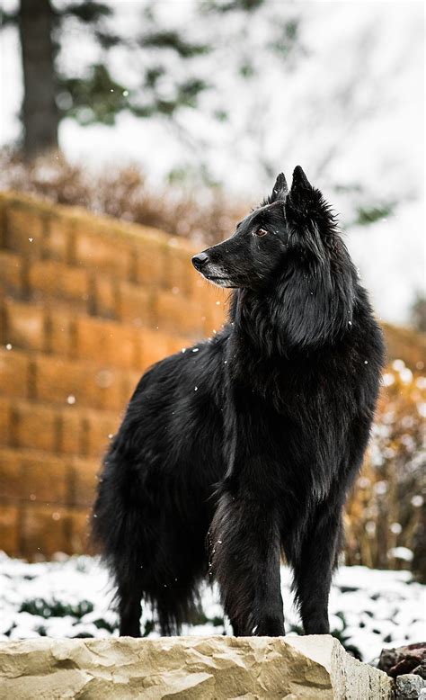 belgian shepherd, groenendael | Belgian sheepdog, Dog breeds, Beautiful dogs