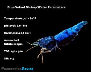 Complete Blue Velvet Shrimp Care Guide: Everything You Need to Know ...