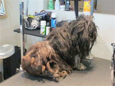 A Bedraggled Pile of Fur Becomes a Sweet Little Dog with Some TLC (10 pics) - Izismile.com