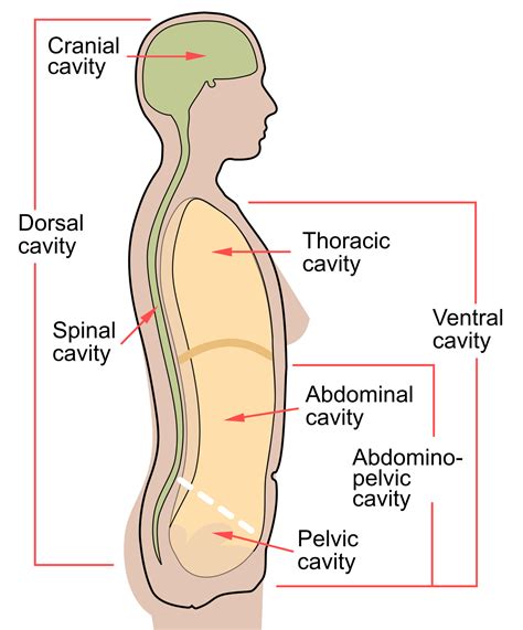 Dorsal body cavity - Wikipedia