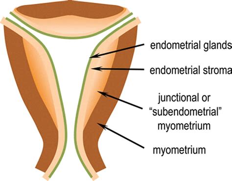 Uterine contractions causes, uterine contractions not pregnant & during ...