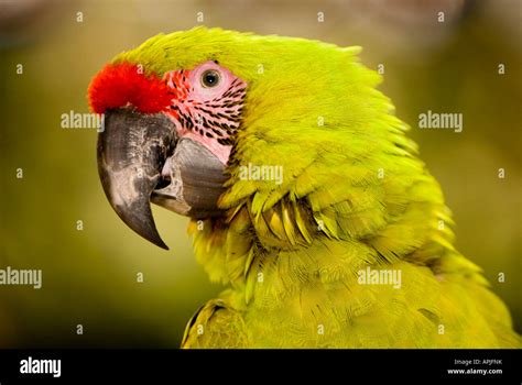 Military Macaw Macaw Mountain Copan Ruinas Honduras Stock Photo - Alamy