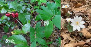 How to Grow Ginseng from Seed or Rootlets - Unruly Gardening