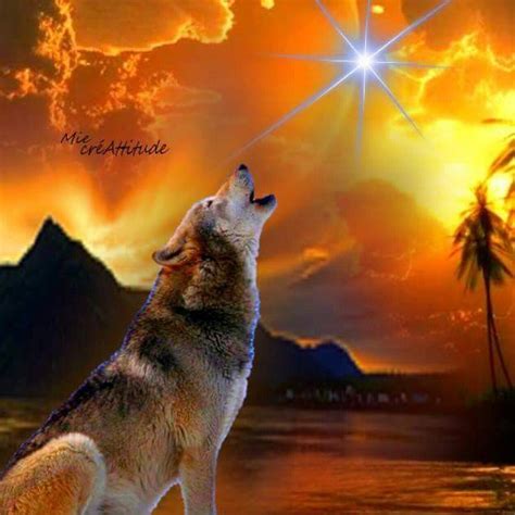 Wolf Howling | Wolf pictures, Wolf dog, Wolf photos