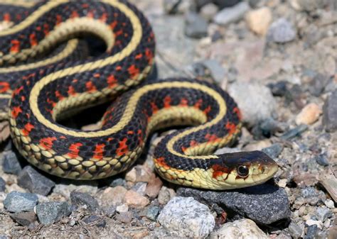 14 Extraordinary Facts About Garter Snake - Facts.net