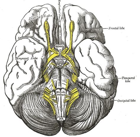 The Olfactory Nerve (CN I) | Cranial Nerve I | Anatomy | Geeky Medics