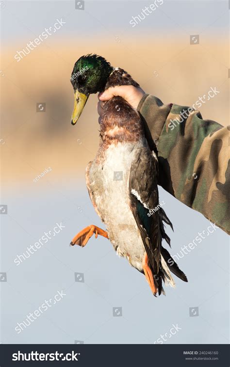 2,790 Dead Duck Images, Stock Photos & Vectors | Shutterstock