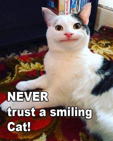 Never trust a smiling Cat 😎😉🙂 | Cute cats, Funny animal pictures, Cat memes