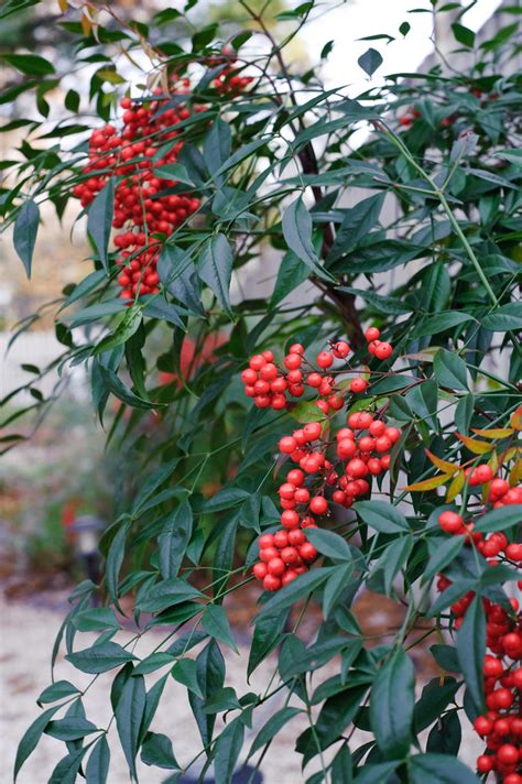 Viburnum Berries | tedlum | Flickr