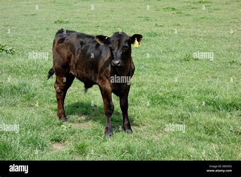 Beef cattle farming young Aberdeen Angus calf on lush grass in summer ...