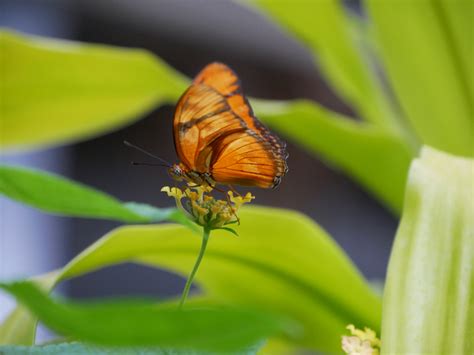 Butterfly Exhibit at the Franklin Park Conservatory and Botanical Gardens, Columbus, Ohio