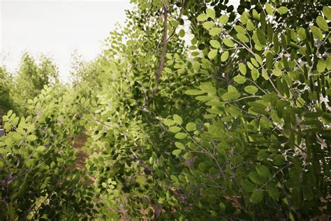 Tree Collection Pack 3 | 3D Trees | Unity Asset Store