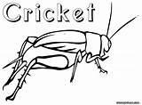 Cartoon Crickets Insect Coloring Pages sketch template
