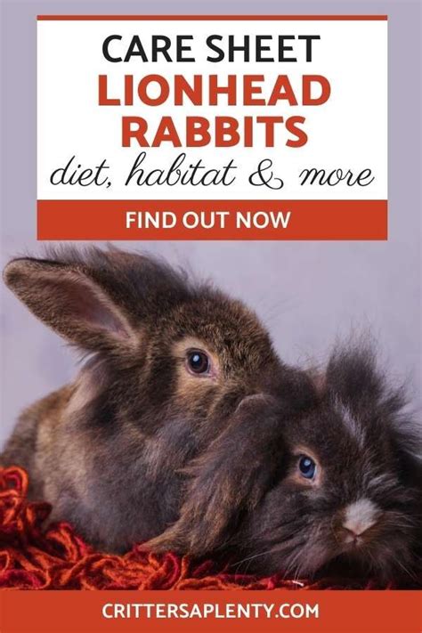 Lionhead Rabbit Care Guide