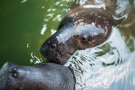 Manatees in the Amazon River and the Manatee Rescue Center | Rainforest ...