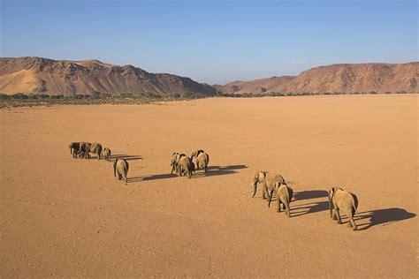 Desert Elephants Doro Nawas, Damaraland, Namibia © Michael Poliza ...