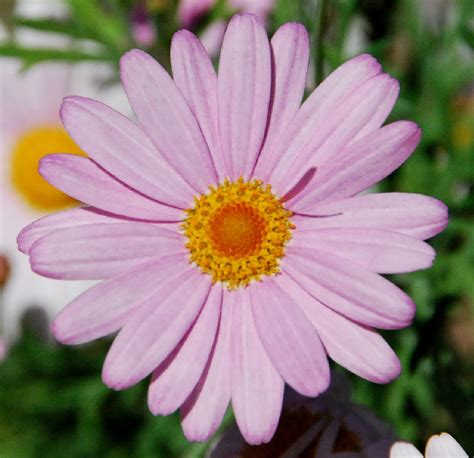 MARGARITA ROSA | Árboles en flor, Flores, Idioma de las flores