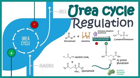 Regulation of the Urea cycle - YouTube