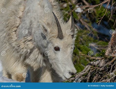 Young Mountain Goat Eyes Pine Branch for Snack Stock Photo - Image of ...