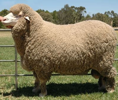 Merino Sheep - Knowledge Base LookSeek.com