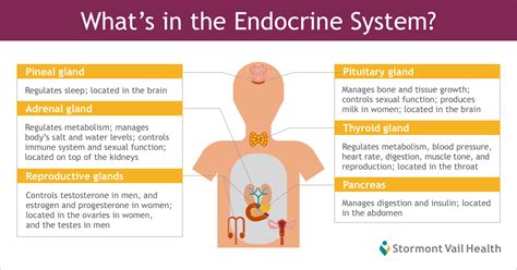 Endocrine System Diseases List