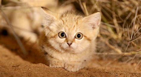 Sand Cat Kittens Filmed in the Wild for First Time