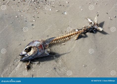 Fish Bones Royalty Free Stock Photos - Image: 5607618