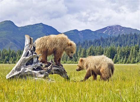 15 Top-Rated Tourist Attractions in Alaska | PlanetWare