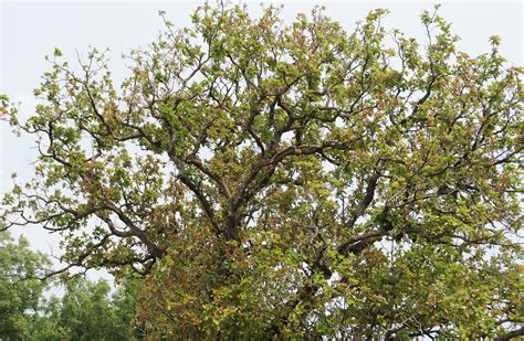 The memories of mahua tree. Image by author | by Dr. Seema Patel (PhD ...